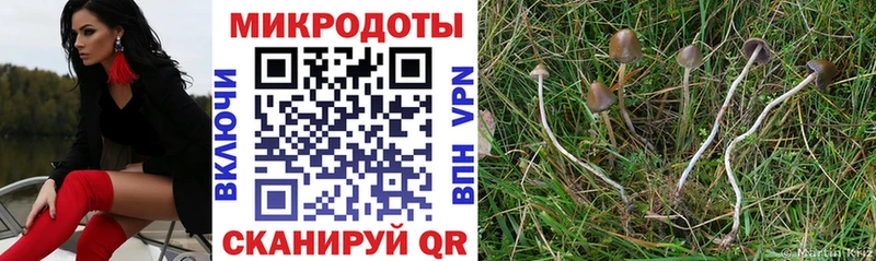 Псилоцибиновые грибы Psilocybine cubensis Звенигово